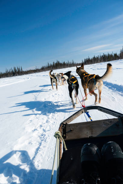 istock Dogsledding in Yellowknife 1776941681