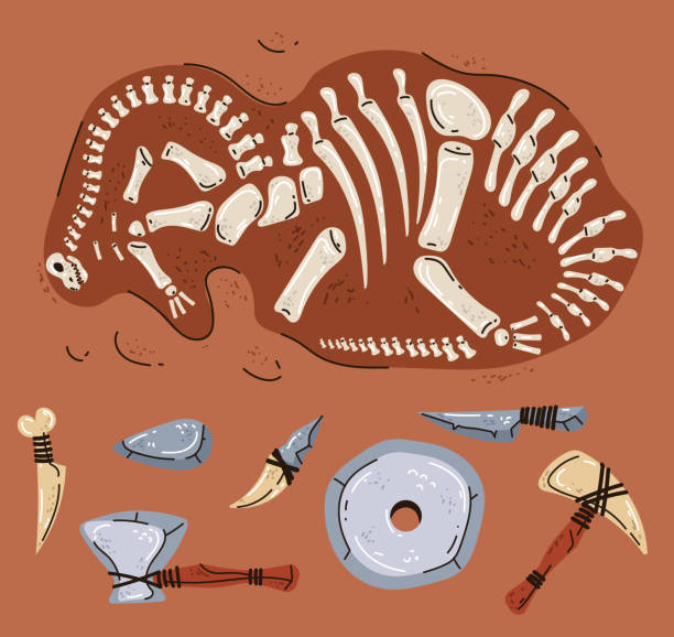 istock Dinosaur fossil paleontology skeleton archeology jurassic ancient concept. Vector flat graphic design illustration 1776944392