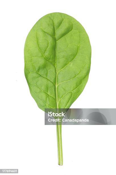Baby Spinach Stock Photo - Download Image Now - Baby Vegetable, Cut Out, Food