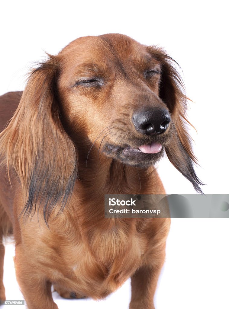 dachshund - Royalty-free Amizade Foto de stock