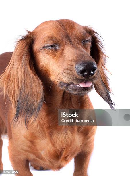 Dachshund - Fotografias de stock e mais imagens de Amizade - Amizade, Animal, Animal Doméstico