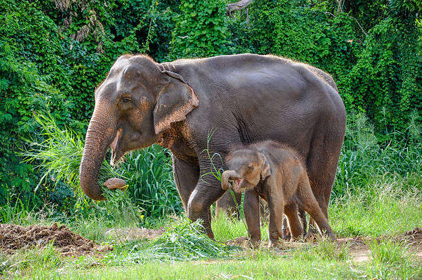 istock mother and baby elephant 177695645
