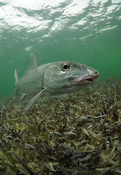 banane de mer - bonefish photos et images de collection