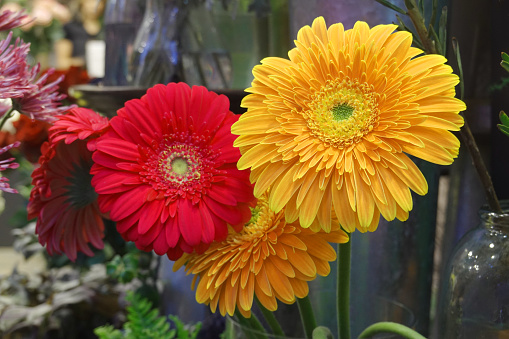 Close up view of red and yellow Gerbera flowers.