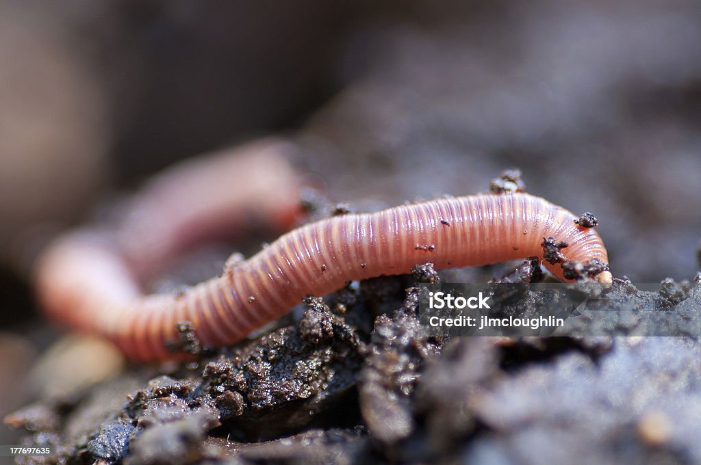 Earthworm in damp soil Close up macro shot of an earthworm sliding through wet soil Earthworm Stock Photo