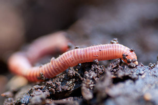 Earthworm in damp soil Close up macro shot of an earthworm sliding through wet soil earthworm photos stock pictures, royalty-free photos & images