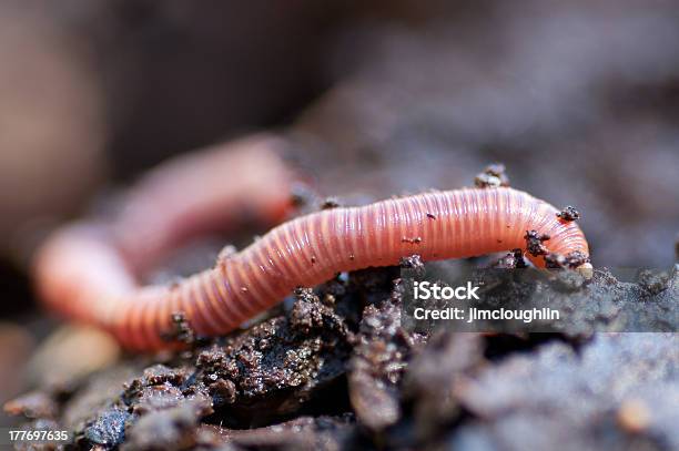 Earthworm In Damp Soil Stock Photo - Download Image Now - Earthworm, Worm, Dirt