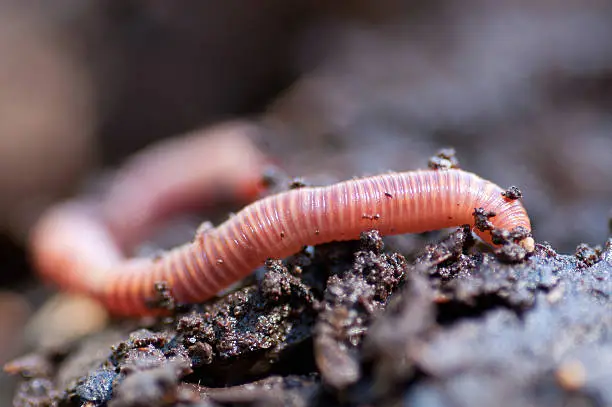 Close up macro shot of an earthworm sliding through wet soil