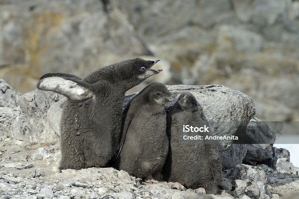 Pinguim-de-Adélia - Royalty-free Animal Foto de stock