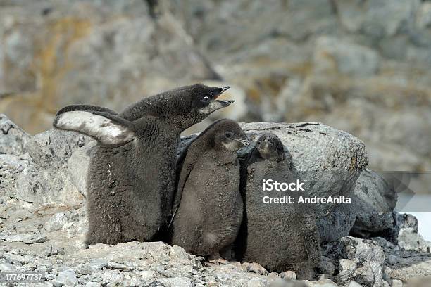 Pinguimdeadélia - Fotografias de stock e mais imagens de Animal - Animal, Animal selvagem, Antártida