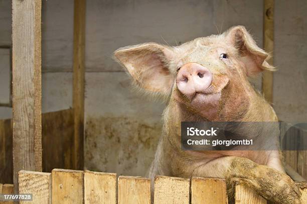 In Piedi Di Maiale - Fotografie stock e altre immagini di Agricoltura - Agricoltura, Ambientazione esterna, Animale