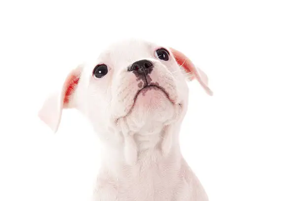 Crossbreed cute puppy in a studio having a great time