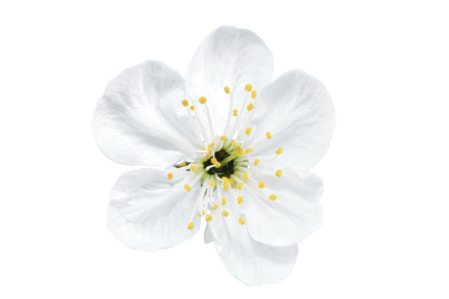 Single flower of cherry.  Isolated on white background