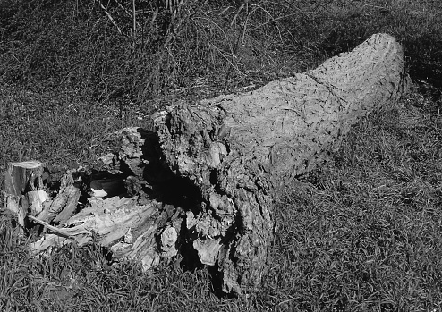 This photo was shot on a public park of Dusseldorf, Germany in early October 2023 and depicts  the hollow trunk of a fallen Oak, which  is now the habitat of several small animals.