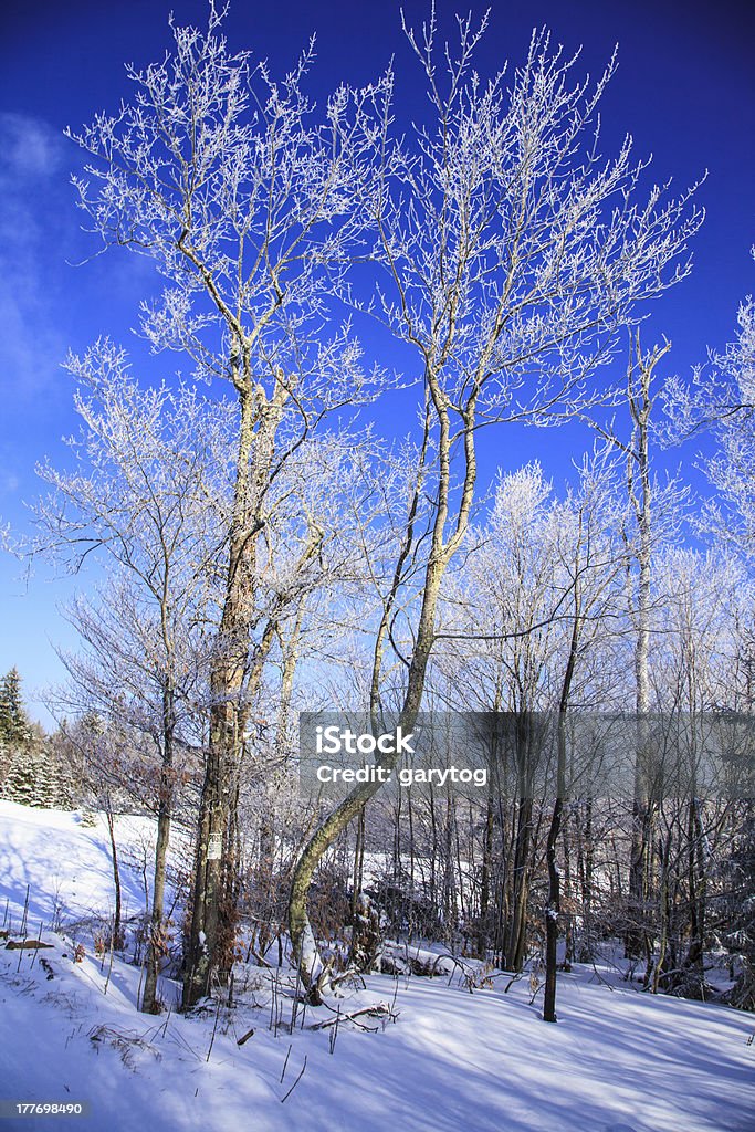 Invernali Wonderland - Foto stock royalty-free di Albero