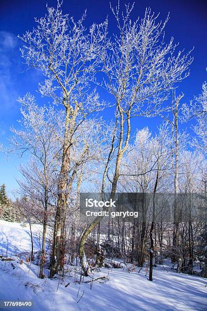 Invernali Wonderland - Fotografie stock e altre immagini di Albero - Albero, Albero sempreverde, Ambientazione esterna