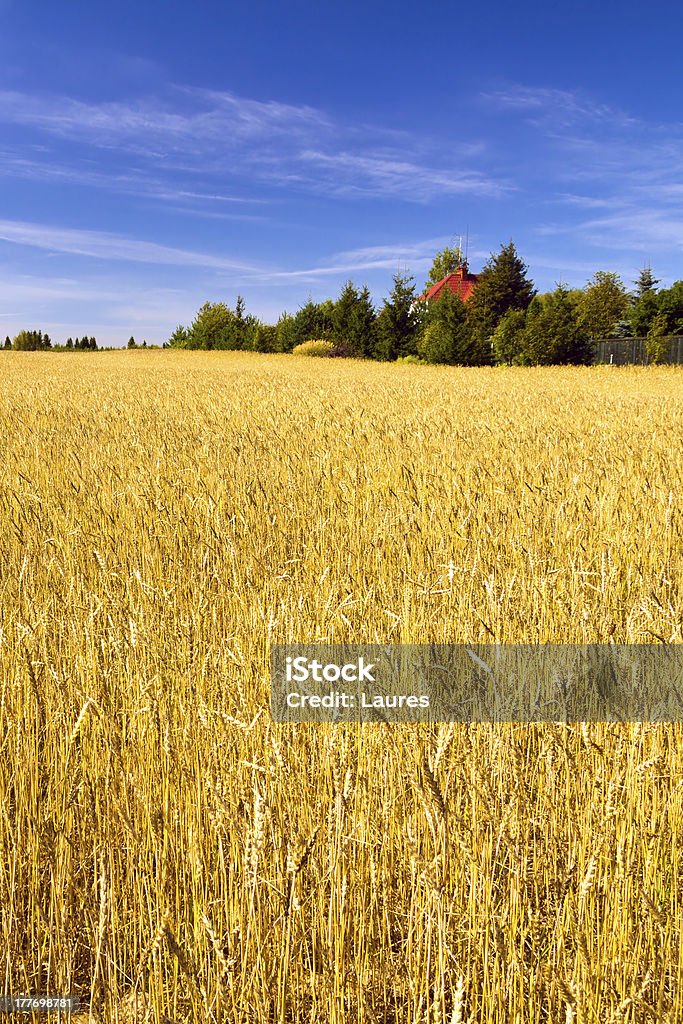 Wheat campo di - Foto stock royalty-free di Agricoltura