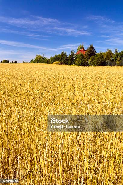 Wheat Campo Di - Fotografie stock e altre immagini di Agricoltura - Agricoltura, Ambientazione esterna, Blu
