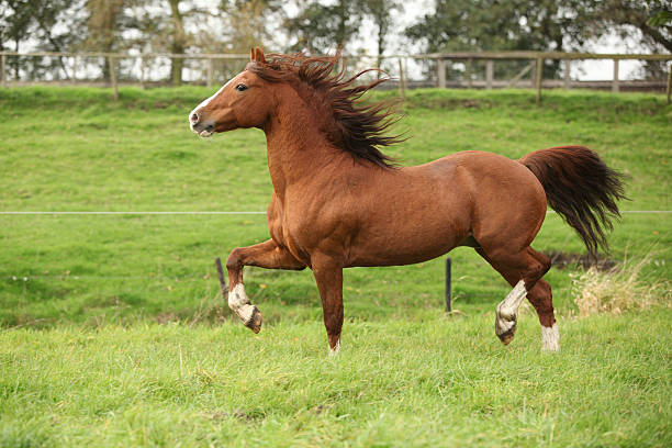 istock Nice chestnut welsh pony stallion running on pasturage 177698881