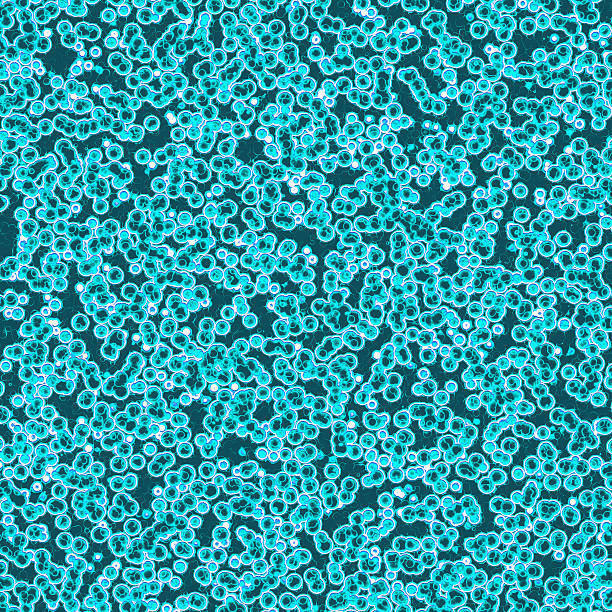 istock Colony of dangerous bacteria 177698899