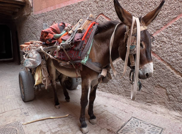 istock IMG_6176 Donkey's heavy load 1776991429