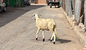 IMG_6258 Lone sheep in the medina