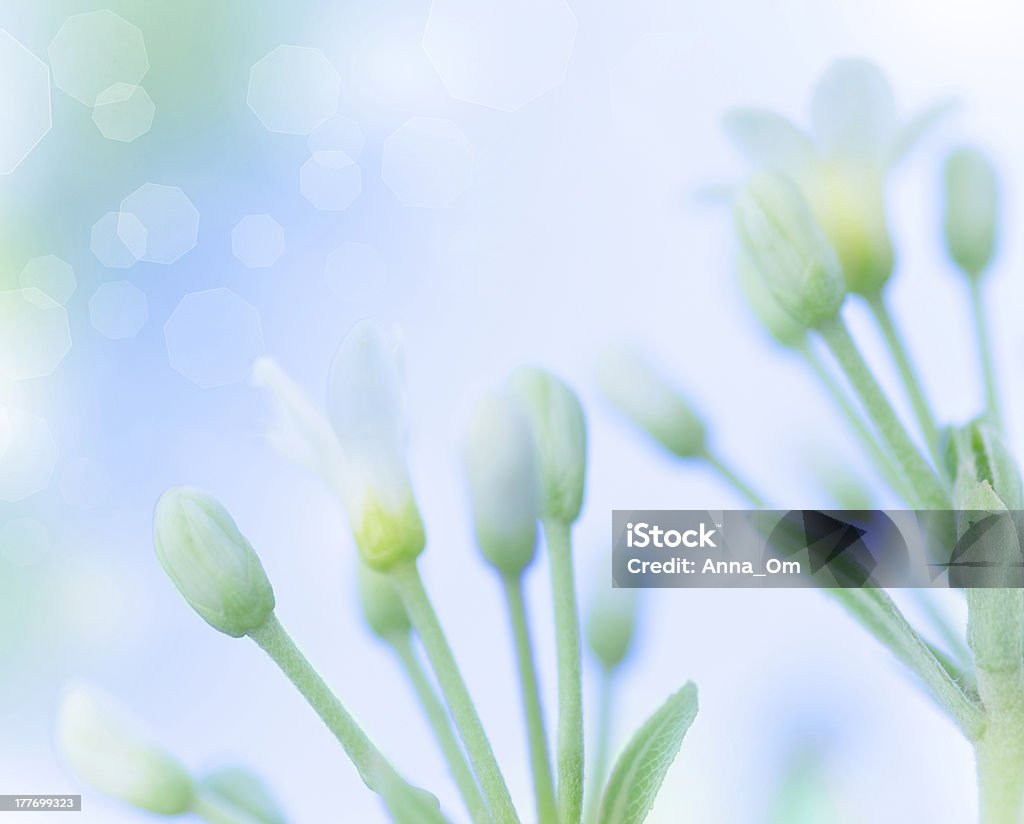 Flores de primavera suave - Foto de stock de Aire libre libre de derechos