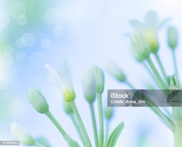 Foto de Suave Flores Da Primavera e mais fotos de stock de Bouquet - Bouquet, Cabeça da flor, Caule