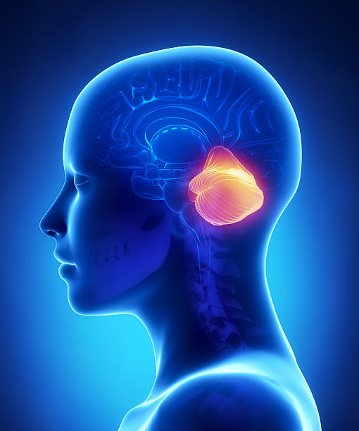 istock Cerebellum - female brain anatomy lateral view 177699602
