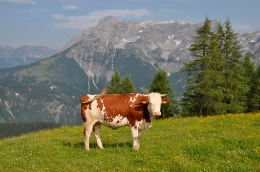 Cows at Werfenweng, Austria