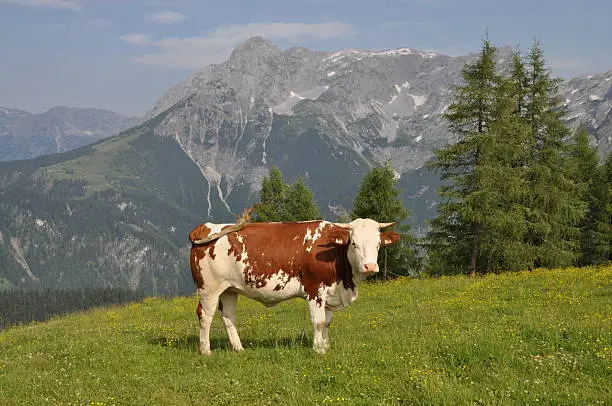 Cows at Werfenweng, Austria