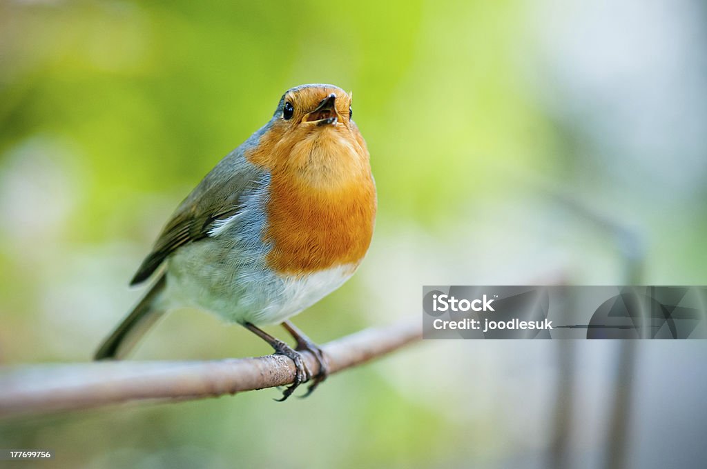 Cantar robin vermelho peito - Royalty-free Canto de passarinho Foto de stock