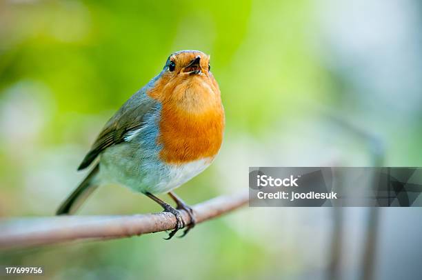 Cantar Robin Vermelho Peito - Fotografias de stock e mais imagens de Canto de passarinho - Canto de passarinho, Primeiro plano, Chamar - Som de animal