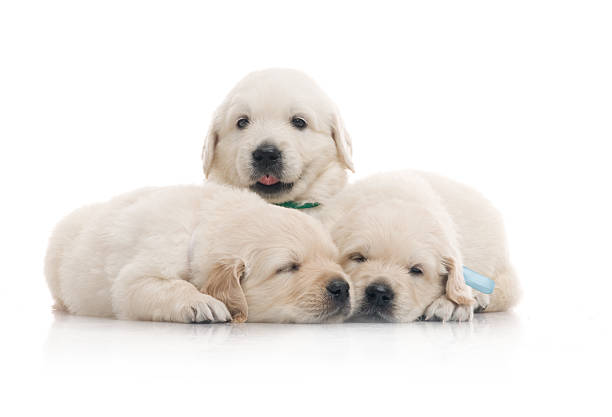 istock small cute golden retriever puppy,  on white background 177700147