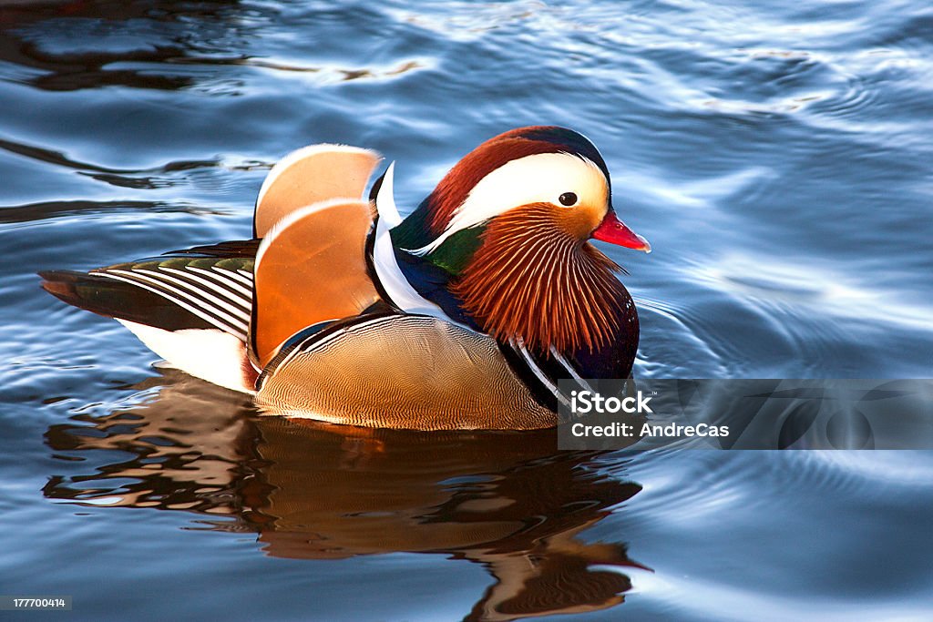 Petit Canard mandarin - Photo de Canard - Oiseau aquatique libre de droits