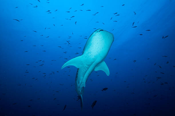 Whaleshark in the Pacific stock photo