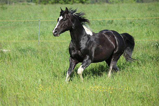 istock Paint horse stallion running on pasturage 177700477