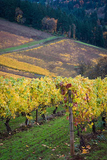 istock Autumn vineyards, Willamette Valley, Oregon 177700494