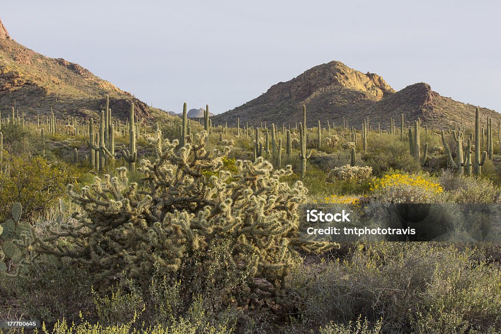 Desert Flora o zachodzie słońca - Zbiór zdjęć royalty-free (Bez ludzi)