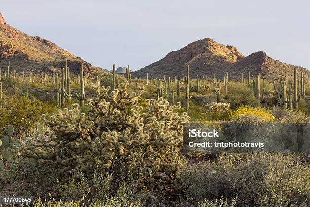 Desert Flora O Zachodzie Słońca - zdjęcia stockowe i więcej obrazów Bez ludzi - Bez ludzi, Fotografika, Horyzontalny