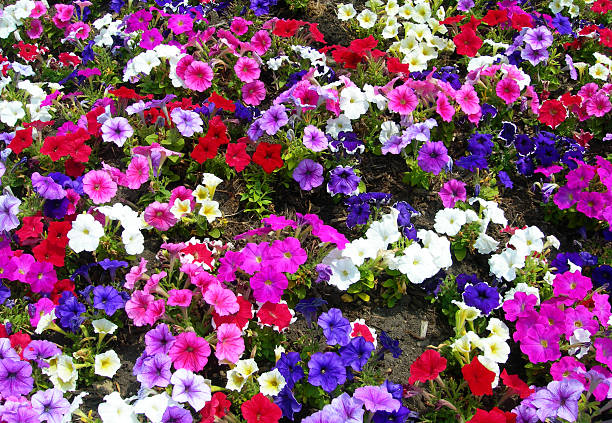 istock Landscape with brightly colored petunias 177700769