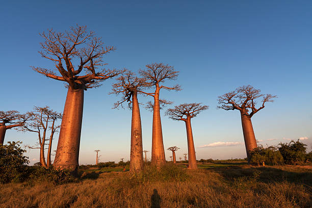 istock Baobab alley, Madagascar 177700782