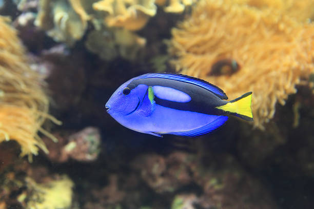 istock blue Paracanthurus hepatus 177700838