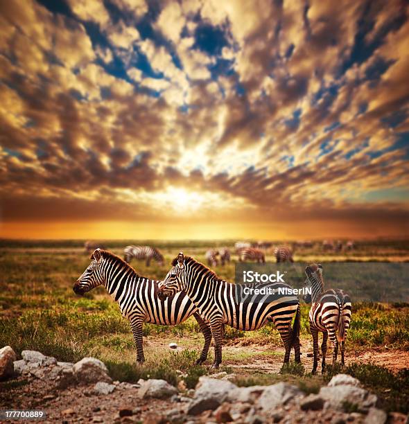 Zebras Herd On African Savanna At Sunset Stock Photo - Download Image Now - Animal, Serengeti National Park, Africa