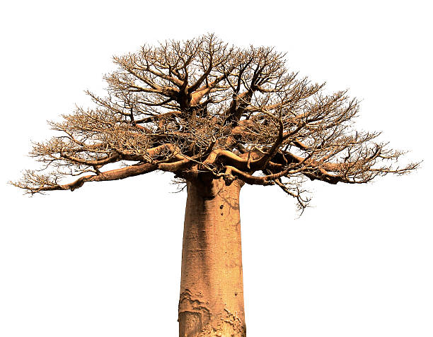 isolé baobab - african baobab photos et images de collection