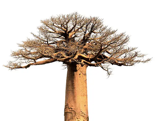 Isolated baobab tree over white background