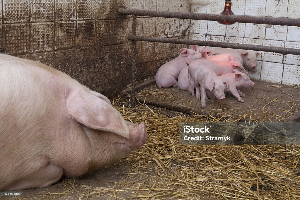 Sow cerdos y cochinillos - Foto de stock de Agricultura libre de derechos