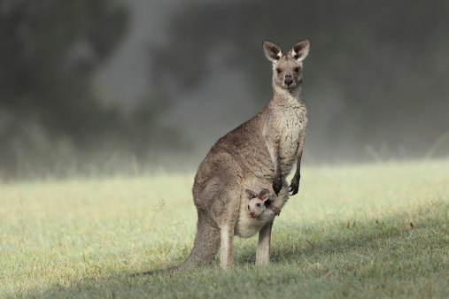 A wild Eastern Grey Kangaroo (