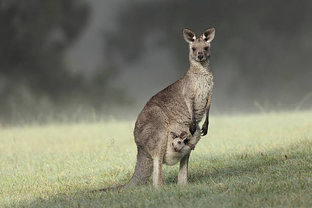 wschodnia i szary kangaroo joey - kangaroo joey marsupial mammal zdjęcia i obrazy z banku zdjęć