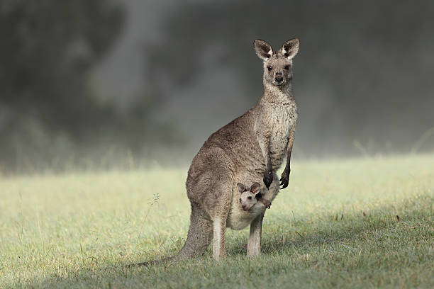 восточный серый кенгуру и joey - kangaroo joey marsupial mammal стоковые фото и изображения